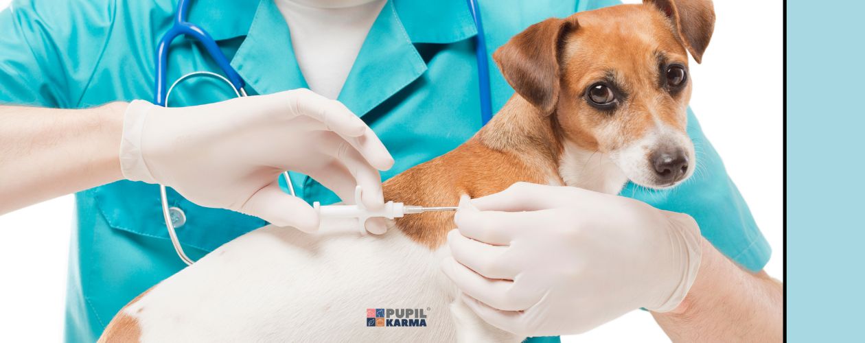 Nie zapomnij o mikroczipie. Zdjęcie psa u weterynarza, który wszczepia psu mikroczip. Po prawej stronie kolorowy pasek i logo pupilkarma. 